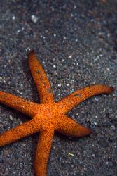 Tiny starfish. I took the picture because I liked the col... by Erika Antoniazzo 
